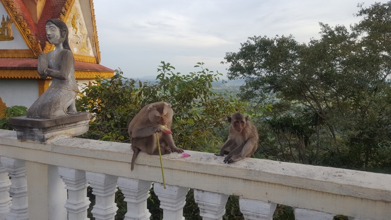 Monkies
