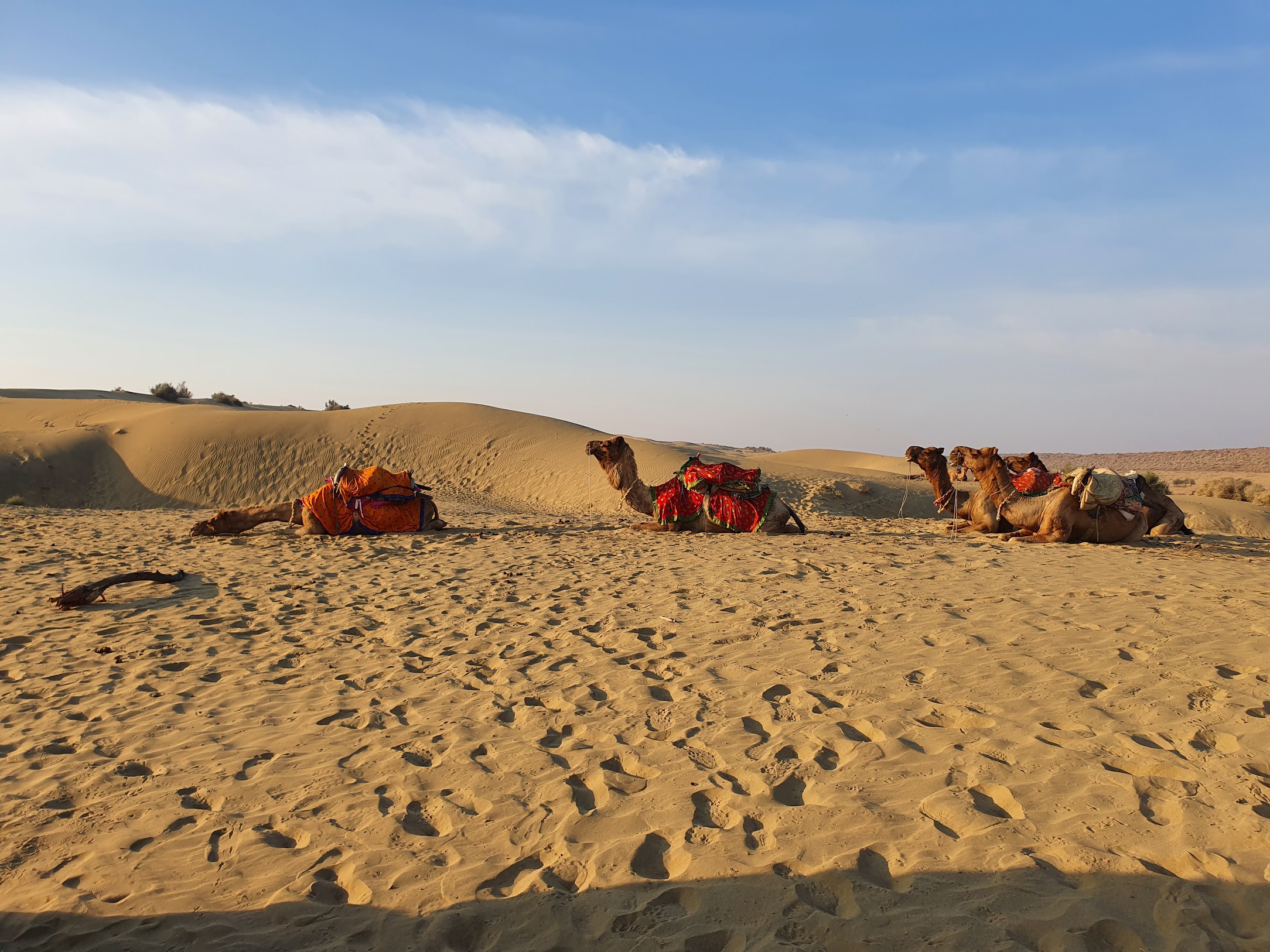 Camels