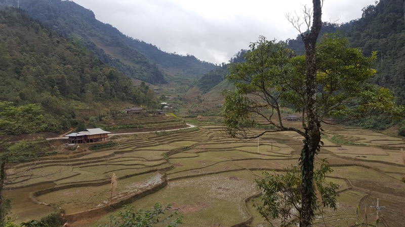Paddy Fields