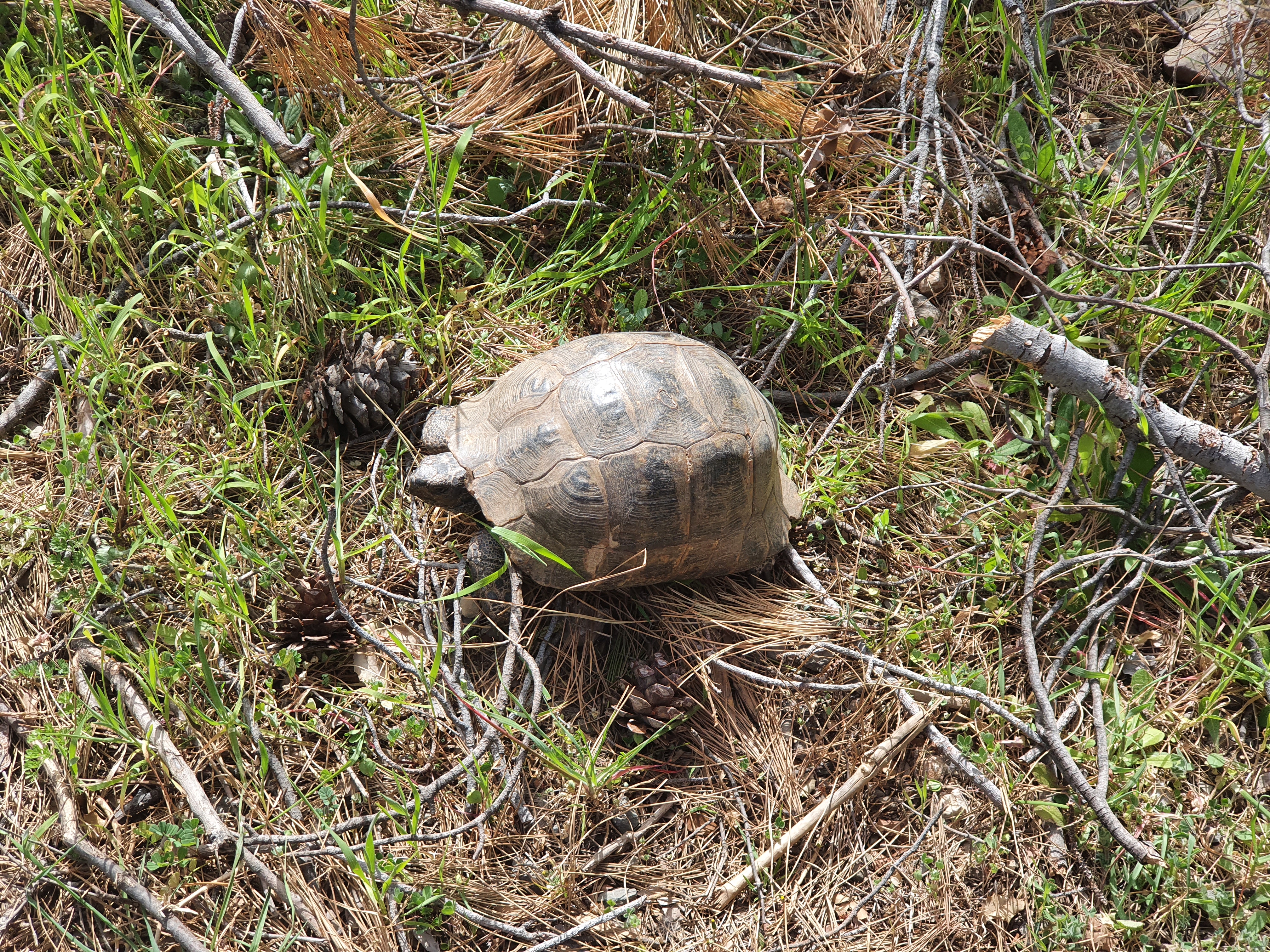 Tortoise